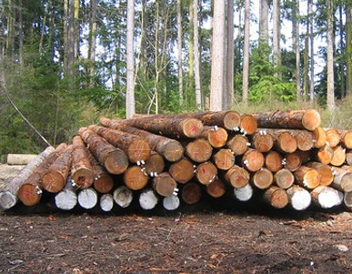 Log Cabins Preparation Of Logs Before Building East Grand Lake