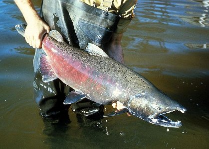 Salmon Fishing On East Grand Lake