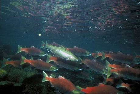 East Grand Lake - landlocked Salmon